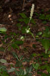 Downy rattlesnake plantain